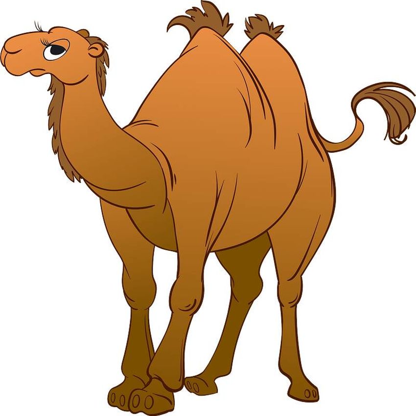Рисунок верблюда