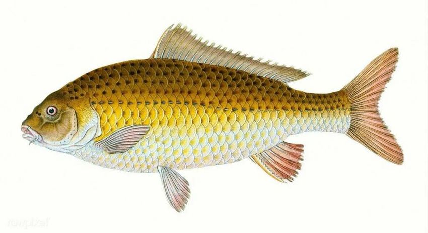 Сазан (cyprinus carpio)