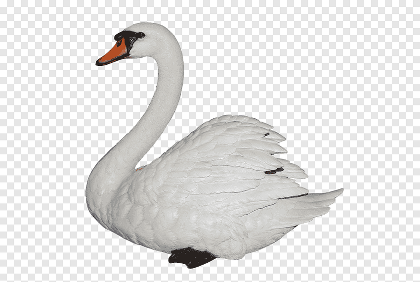Лебедь шипун на белом фоне
