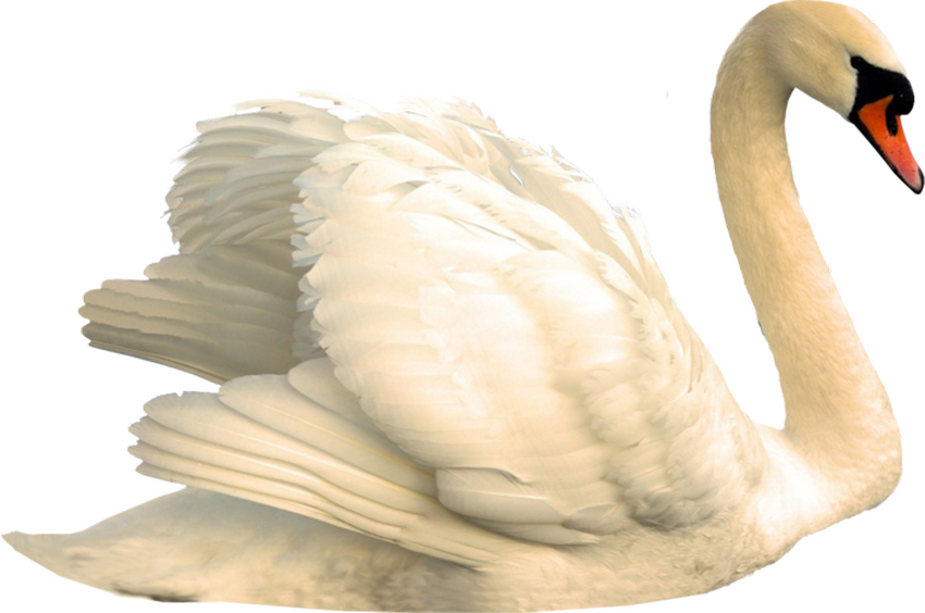 Лебедь на прозрачном фоне