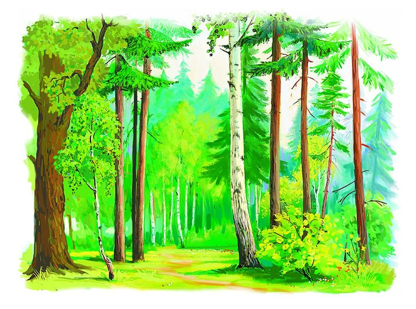 Лес рисунок для детей Иллюстрация лес