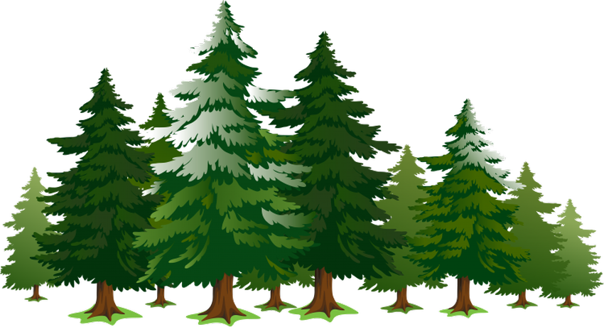 Еловый лес рисунок Лес рисунок для детей