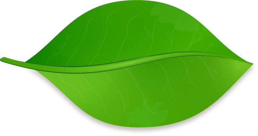 Зеленый листик