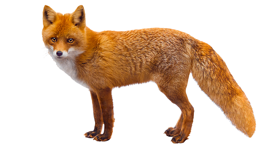 Лиса Лиса на белом фоне