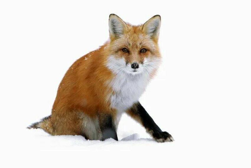 Лиса Лиса на белом фоне