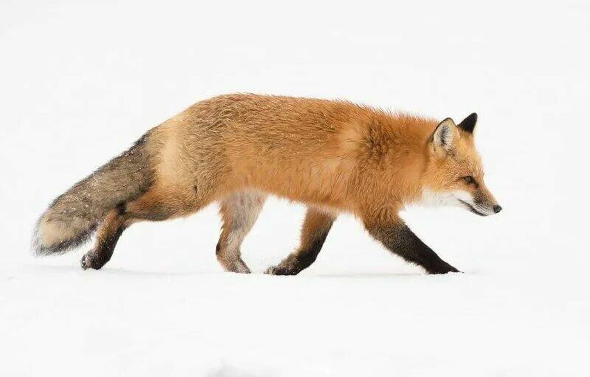 Лиса Лисица