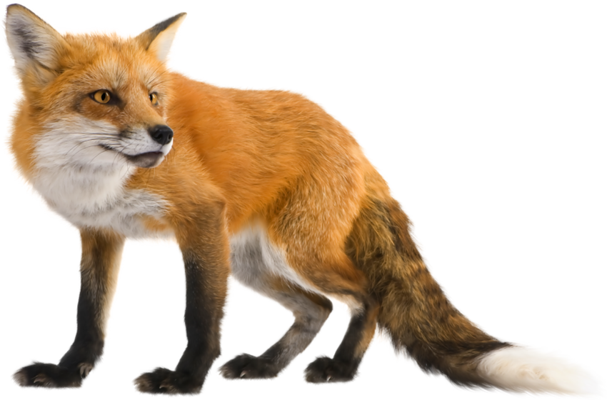 Лиса на белом фоне Лиса без фона