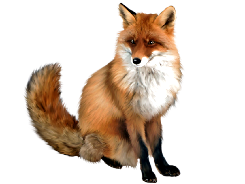 Лиса на прозрачном фоне Лиса