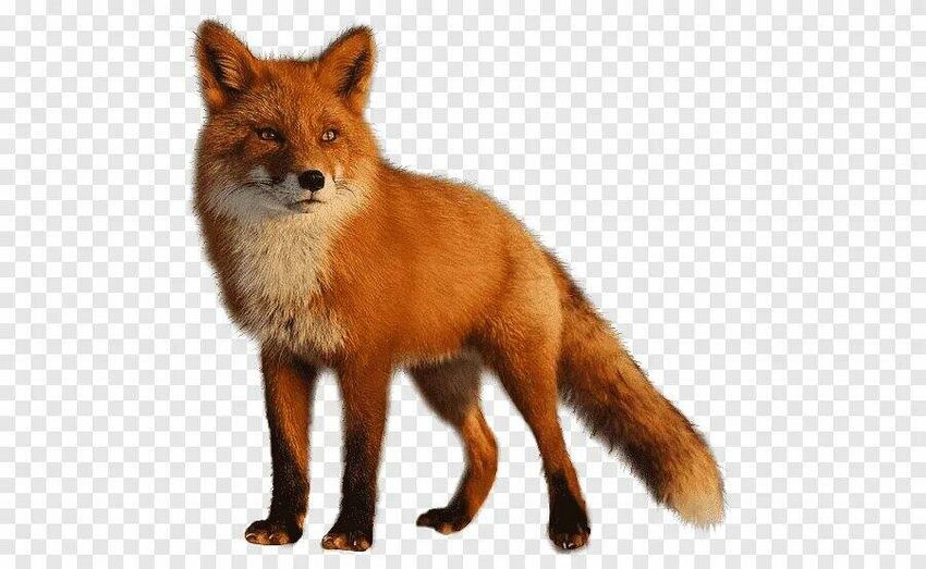 Лиса на белом фоне Лиса без фона
