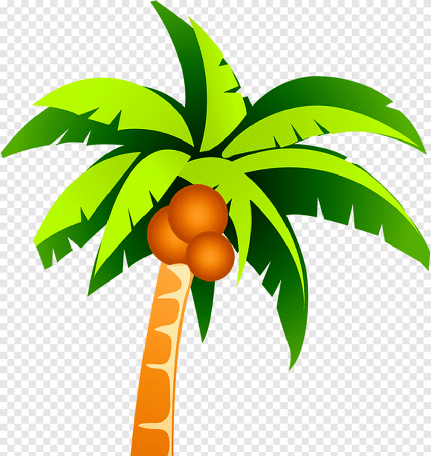 Пальма с кокосами рисунок