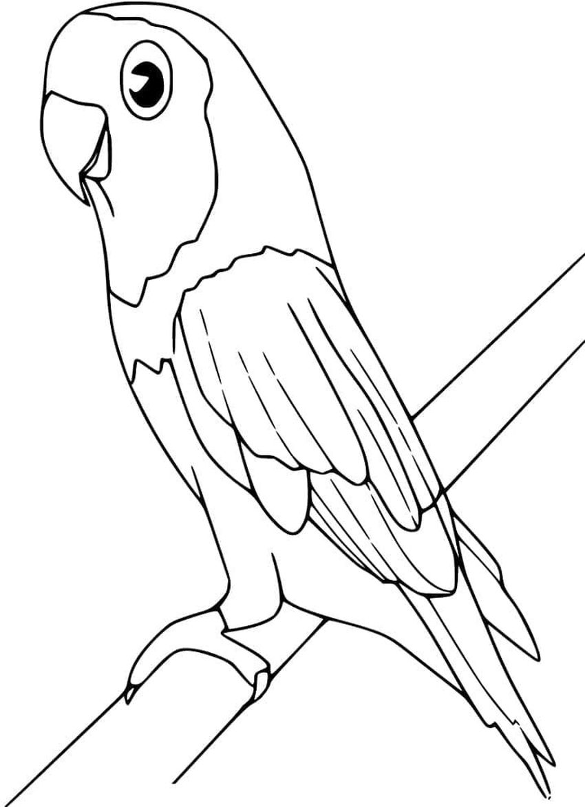 Ожереловый попугай раскраска