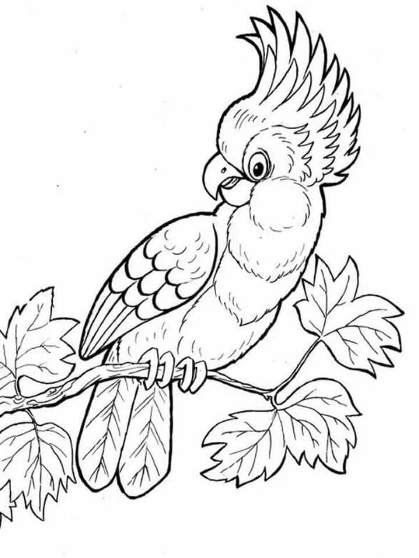 Раскраска попугай ара