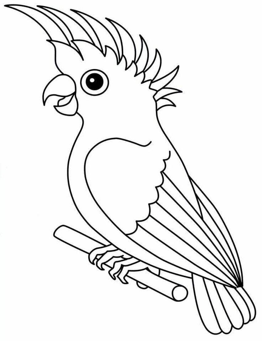 Попугай корелла раскраска
