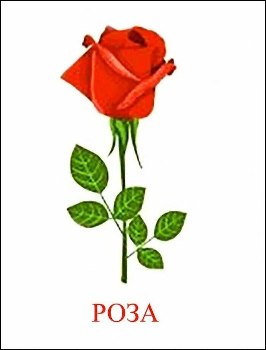 Карточка роза