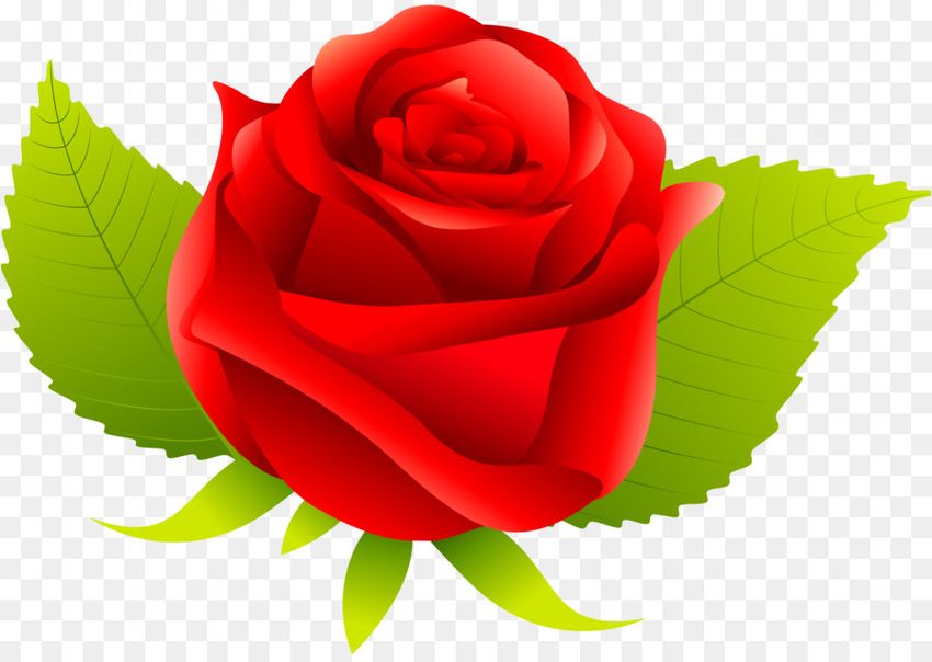 Красные розы клипарт