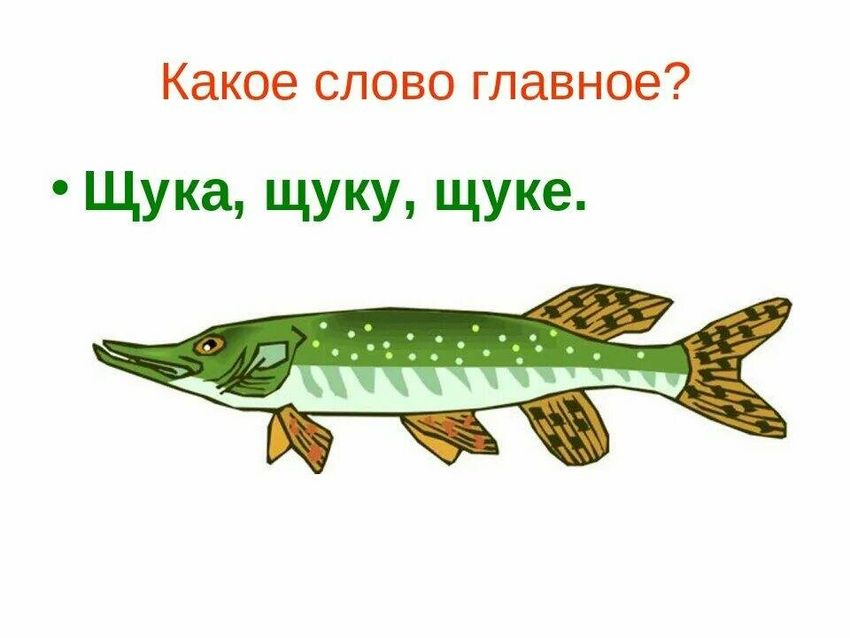 Щука обыкновенная