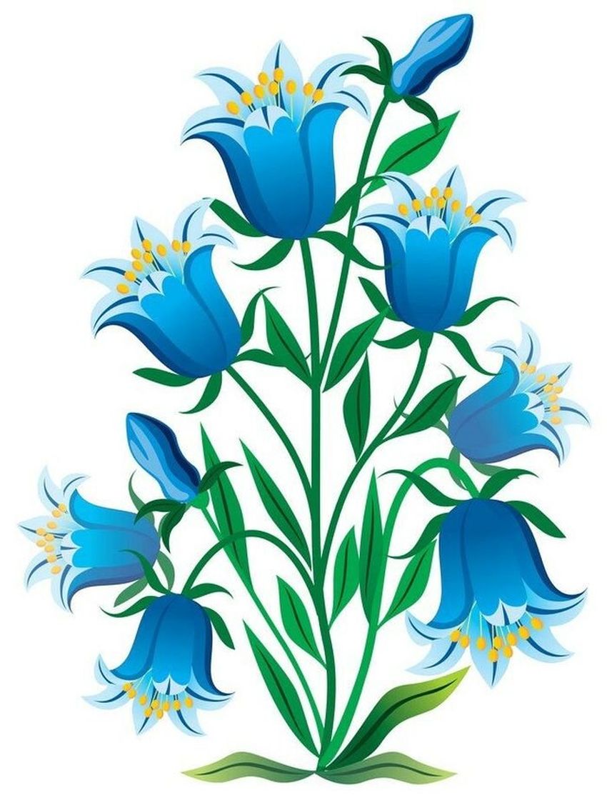 Колокольчик цветок рисунок