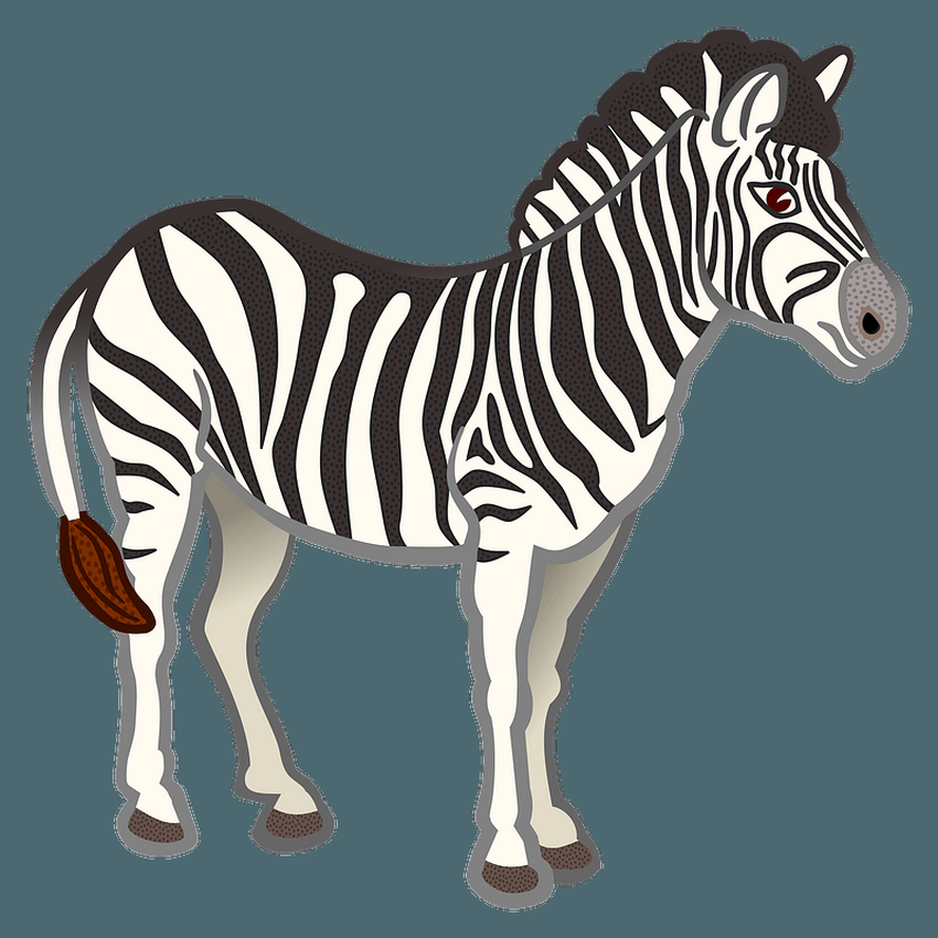 Зебра Зебра на белом фоне