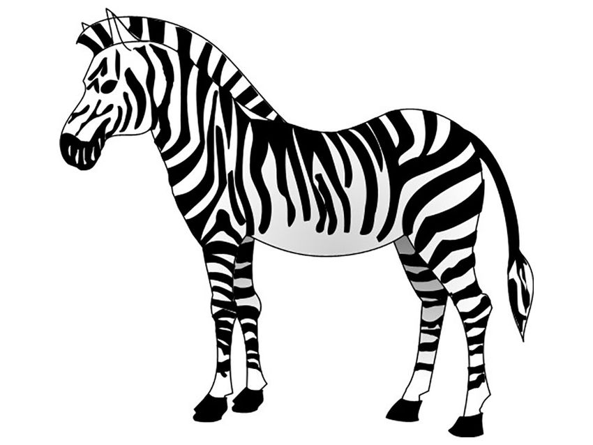Зебра Раскраска зебра