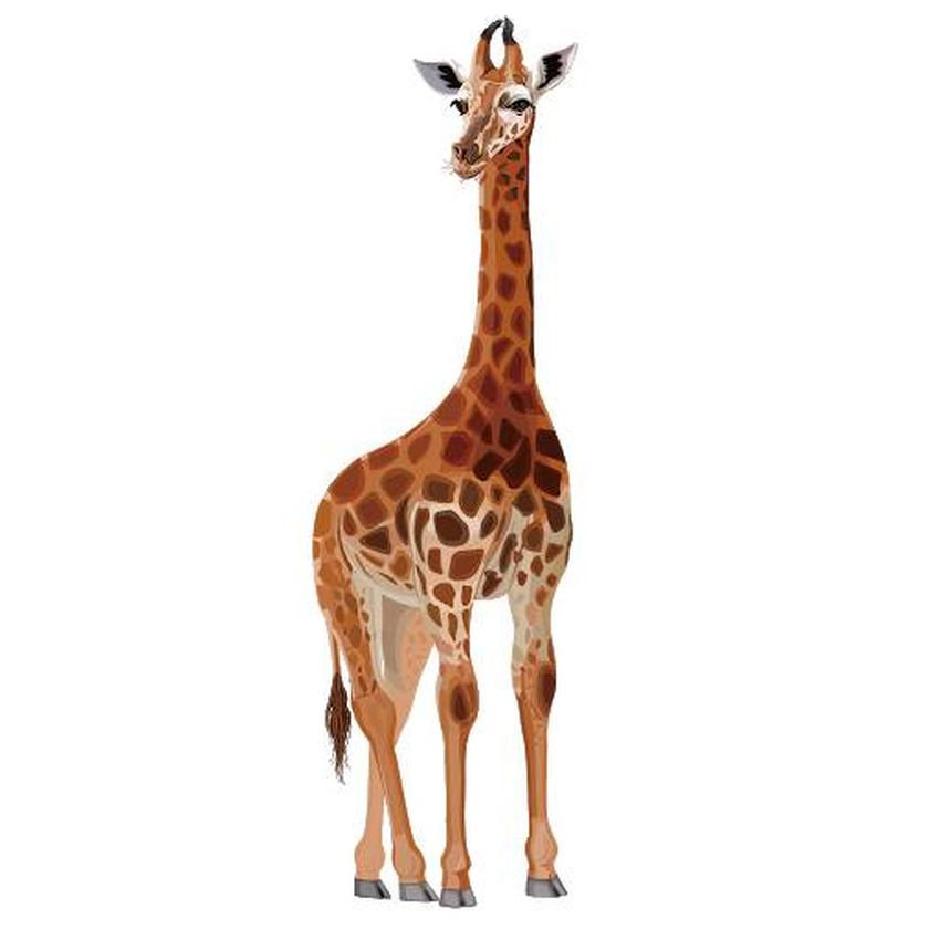 Жираф на белом фоне Жираф