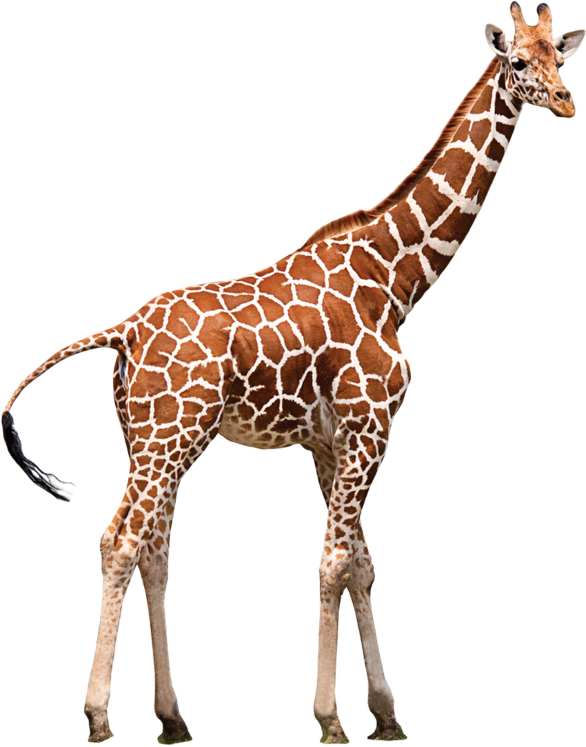 Жираф Жираф на белом фоне