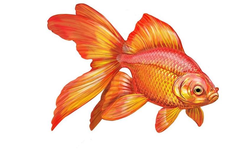 Золотая рыбка вид сбоку
