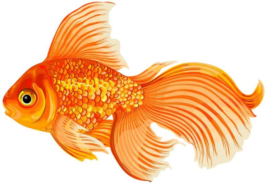 Рисунок золотой рыбки для детей