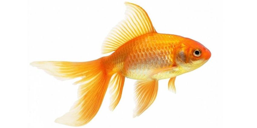 Золотая рыбка на белом фоне