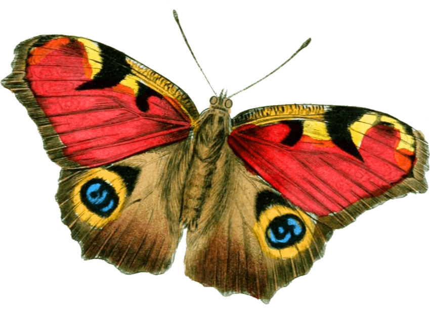 Бабочка павлиний глаз
