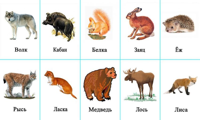 Медведь, лось, кабан, олень, волк, лиса, заяц, белка и еж Карточки дикие животные