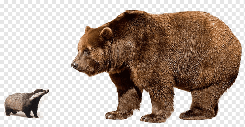 Медведь на белом фоне Бурый медведь на белом фоне