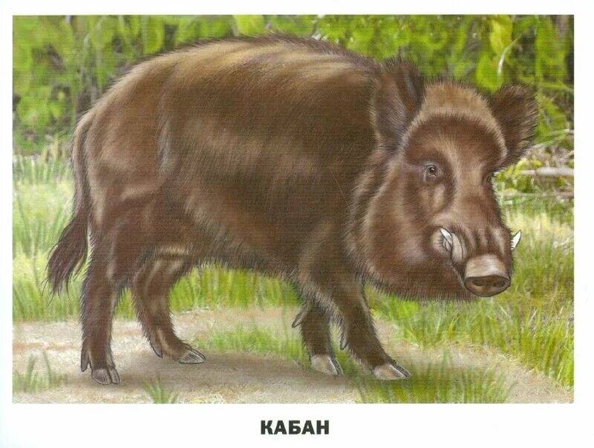 Кабан рисунок для детей Кабан для детей