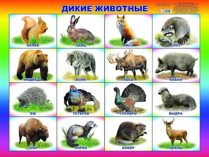Дикие животные для детей Дикие животные плакат