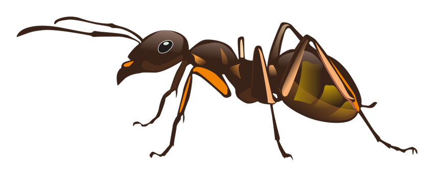 Муравей без фона Муравей