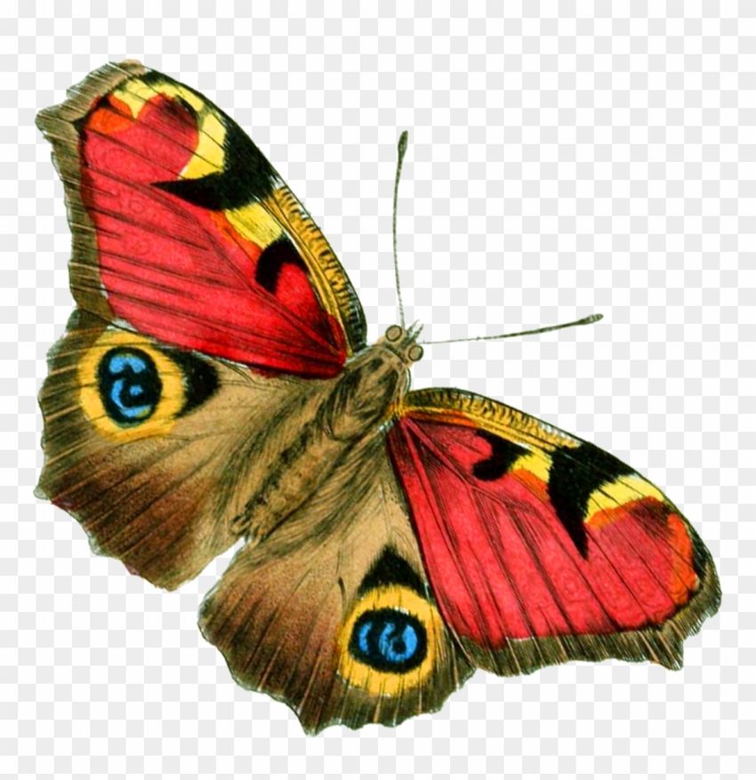 Павлиний глаз бабочка Бабочка
