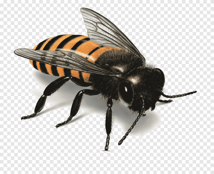 Пчела прозрачный фон Оса пчела шмель шершень