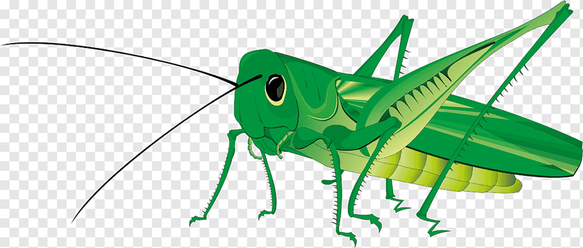 Кузнечик на прозрачном фоне Кузнечик на белом фоне