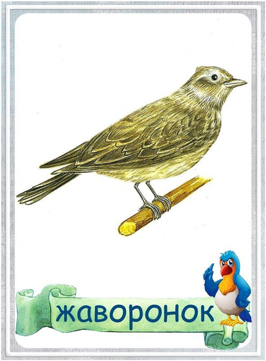 Жаворонок карточка для детей
