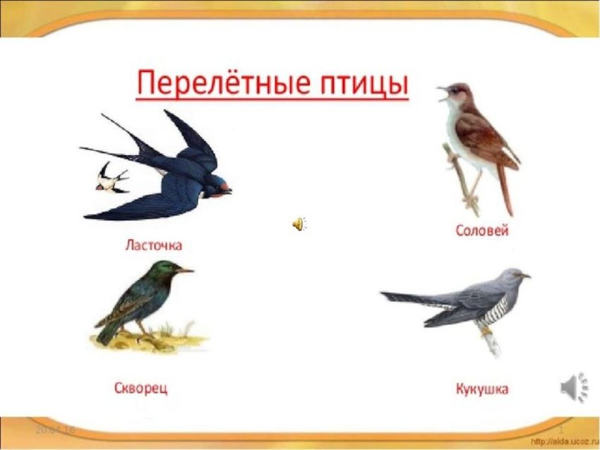 Ласточка перелетная птица