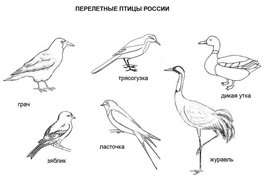 Перелетные птицы задания