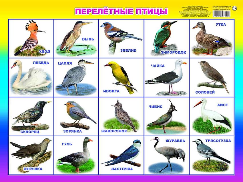 Зимующие и перелетные птицы