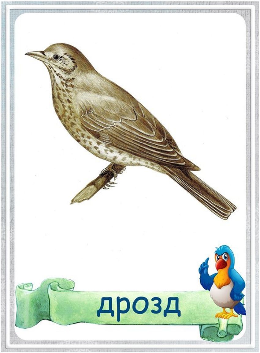 Перелетные птицы