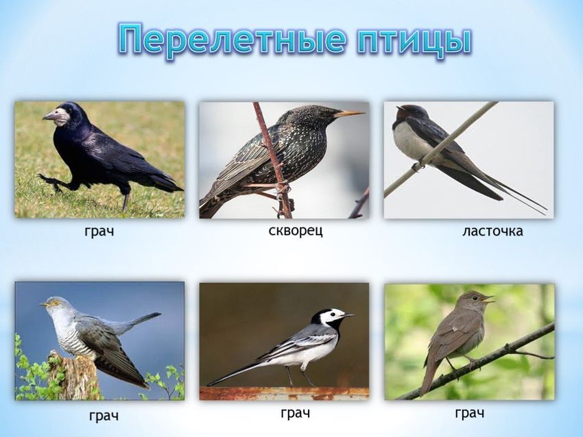 Перелетные птицы