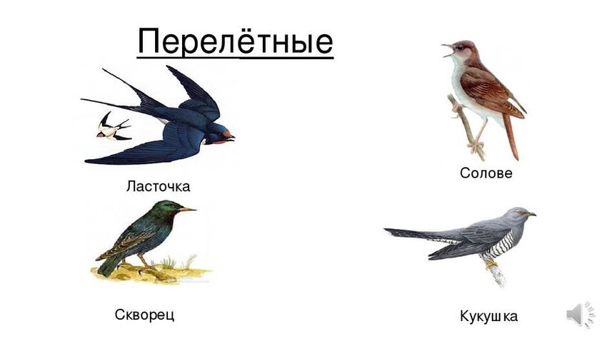 Перелетные птицы для детей