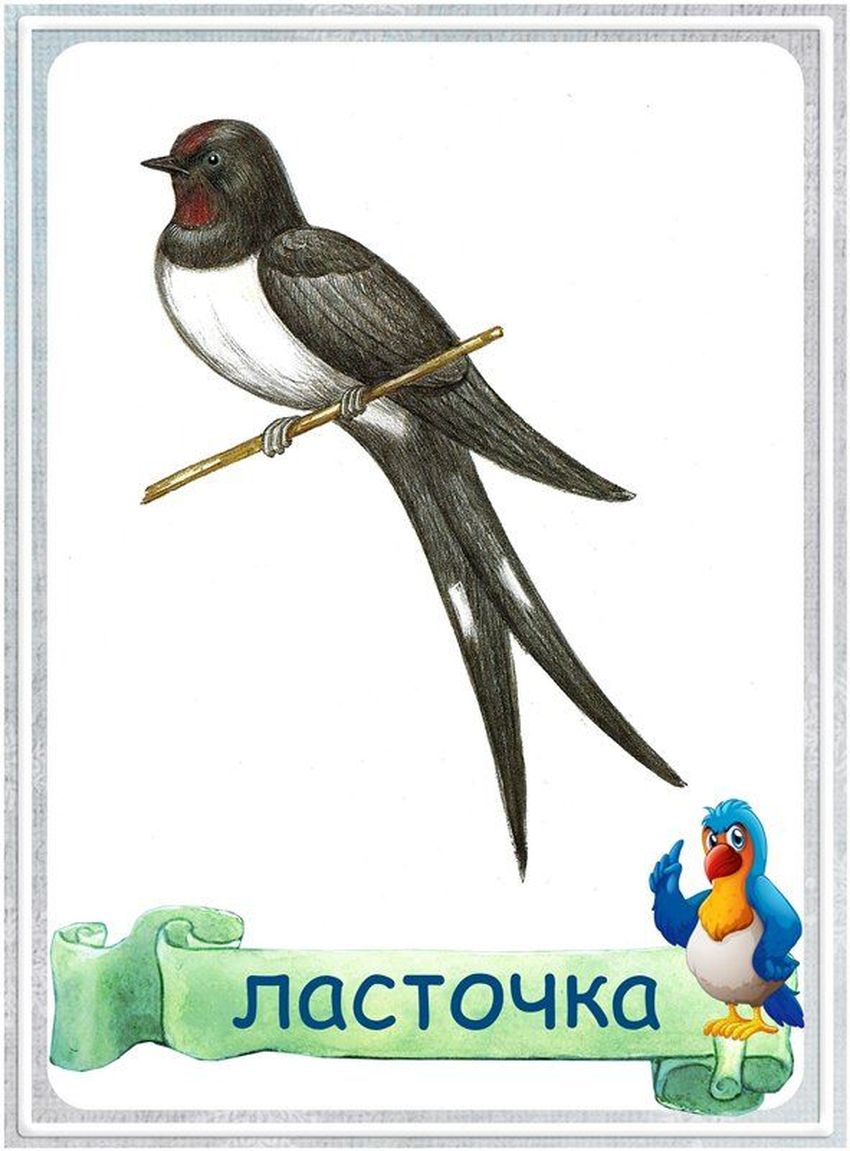 Ласточка
