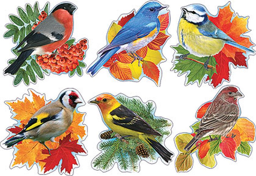 Птички для печати цветные