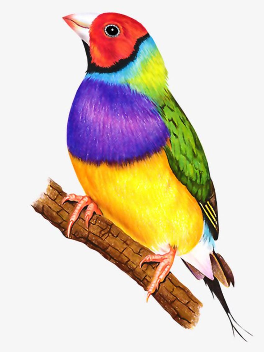 Птички цветные для детей