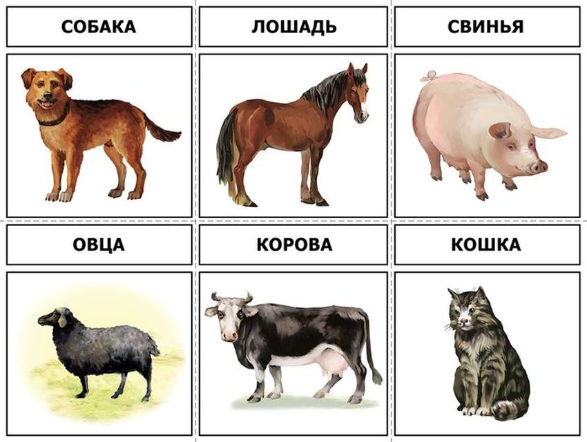 Карточки домашних животных для детей