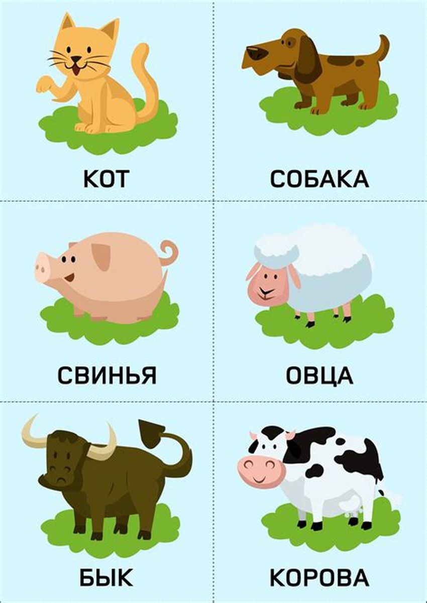 Карточки животных для детей