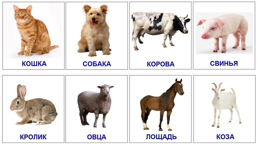 Карточки с домашними животными для детей